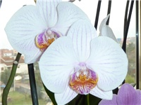 96fe0732-20150115 PHAL ROZI P.jpg